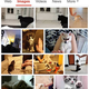 Illustration for article titled How to insert GIFs in Kinja using the new iOS